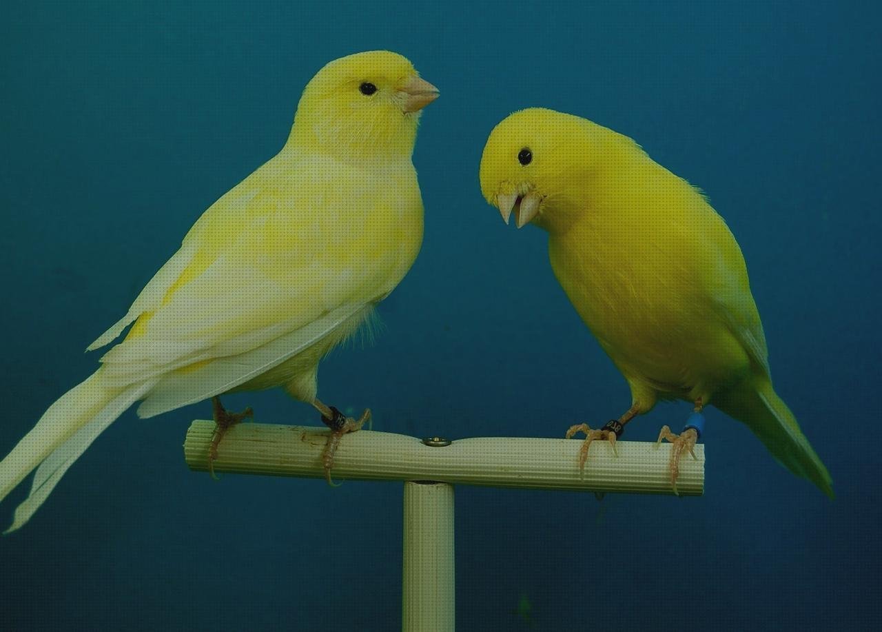 Las mejores marcas de ciervo de metacrilato bovedas metacrilato cubricion caja de metacrilato 15x15 aviario de metacrilato