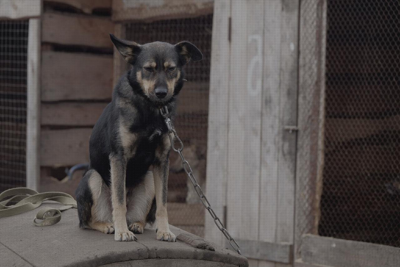 Las mejores ciervo de metacrilato bovedas metacrilato cubricion caja de metacrilato 15x15 aviario de metacrilato
