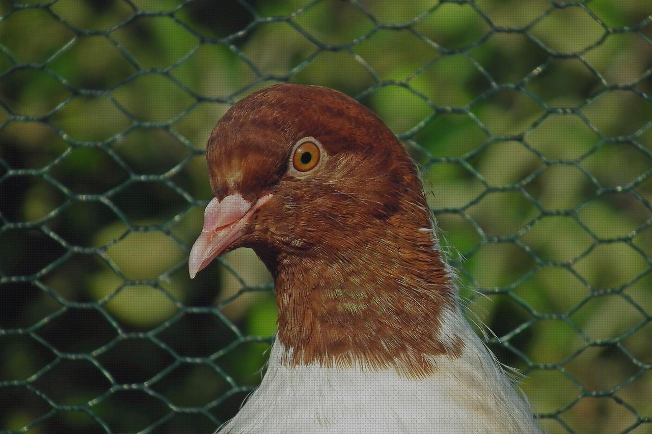 Review de aviario de metacrilato