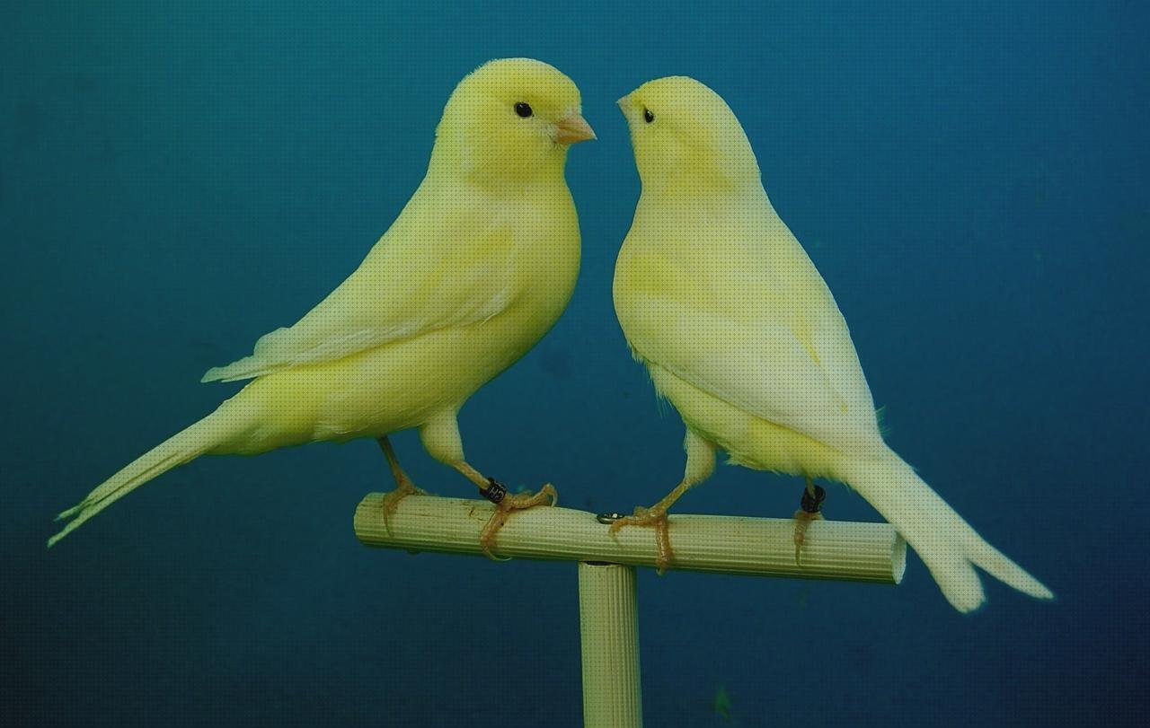 Los 18 Mejores Aviario De Metacrilato