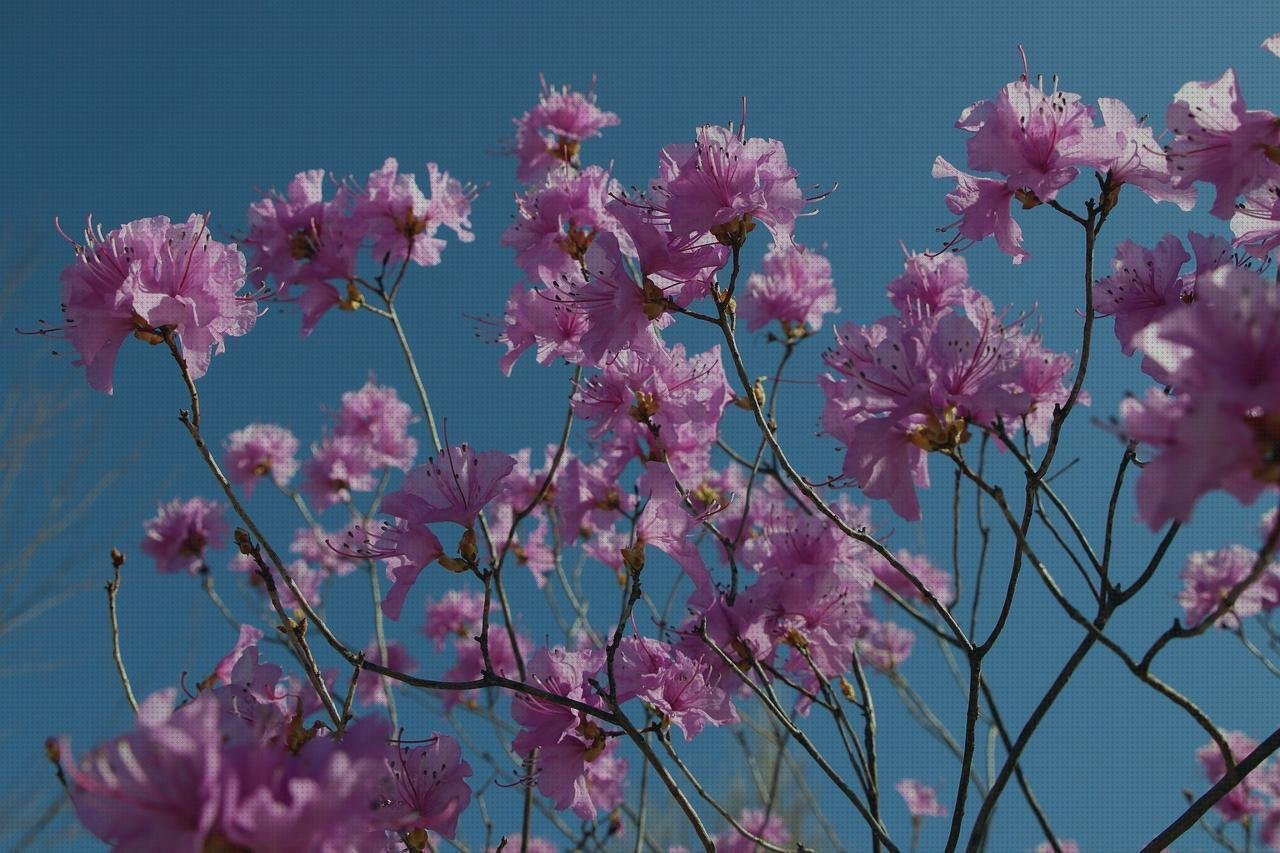 Las mejores marcas de telhas de plástico aroz con plástico resbaladilla de plástico azalea de plástico