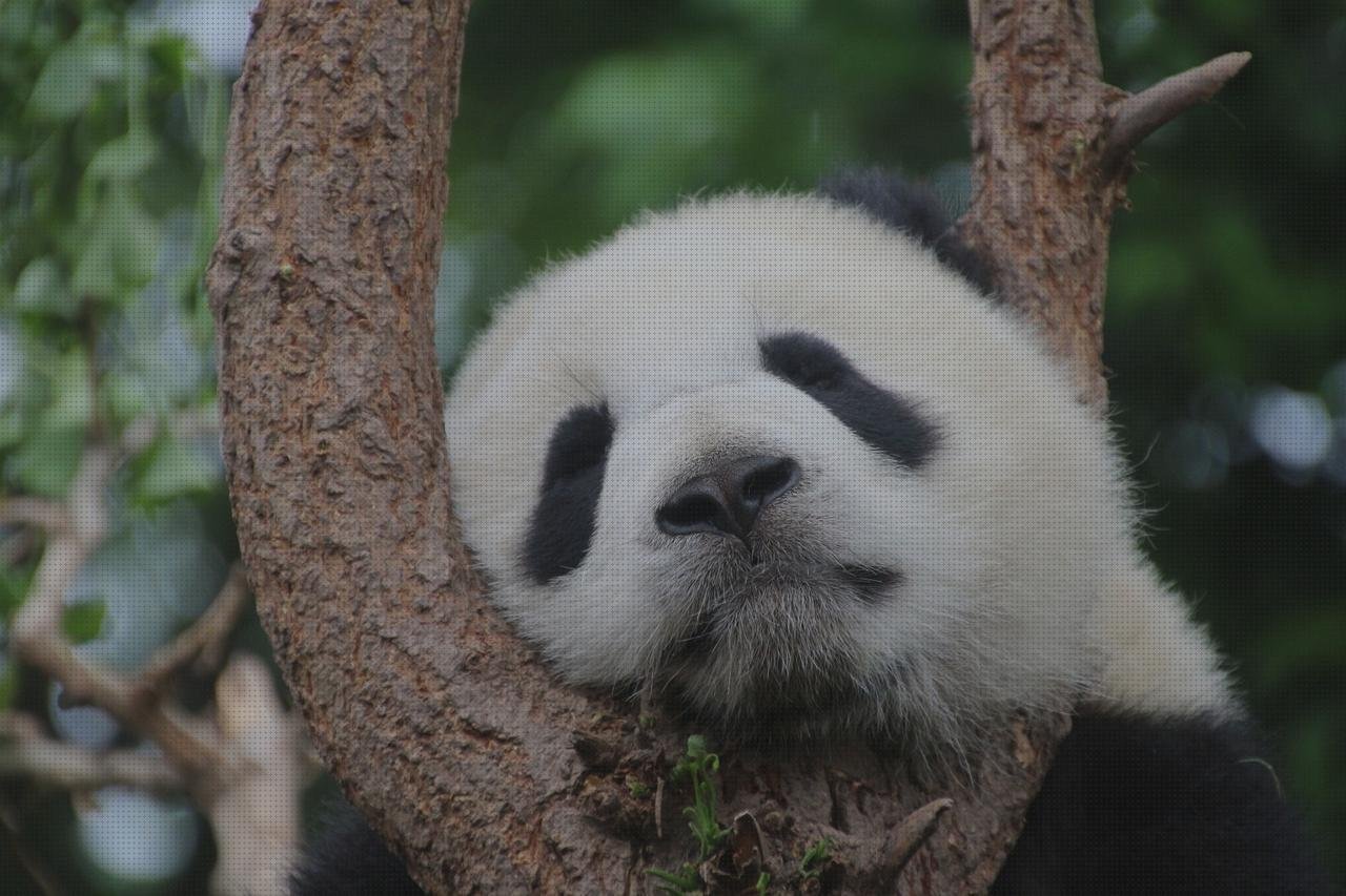 Las mejores bambu de plástico plana de plástico llana de plástico bambu de plástico grande