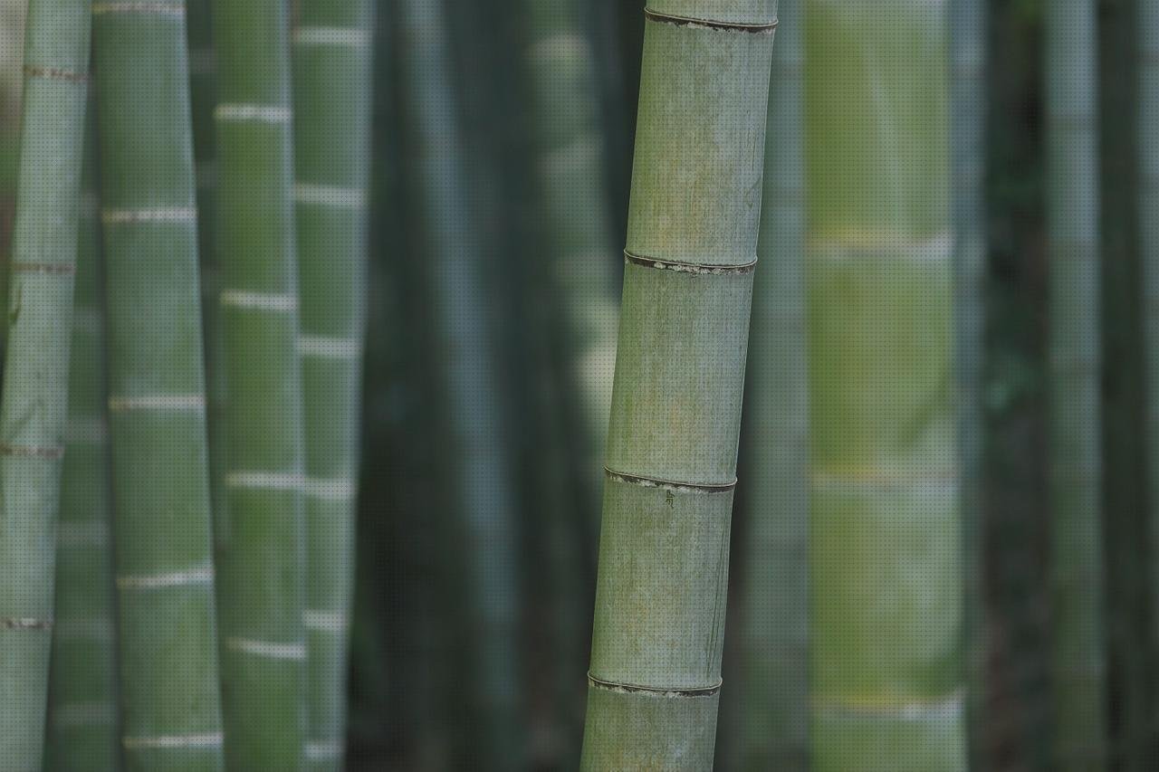 ¿Dónde poder comprar bambu de plástico tapes de silicona flexibles pack de 12 elastico de silicona bambu melamina?