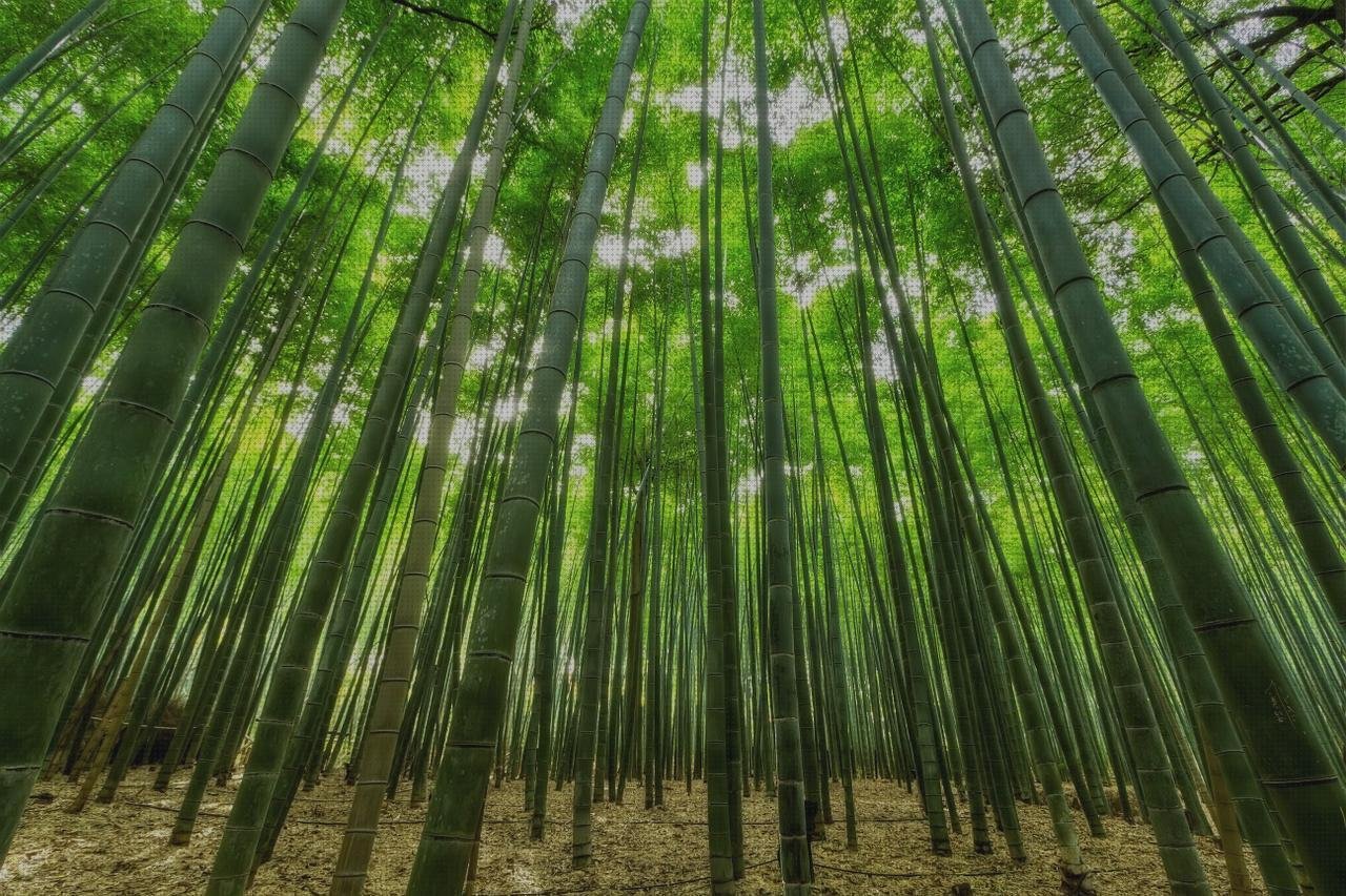 Las mejores marcas de bambu de plástico tapes de silicona flexibles pack de 12 elastico de silicona bambu melamina