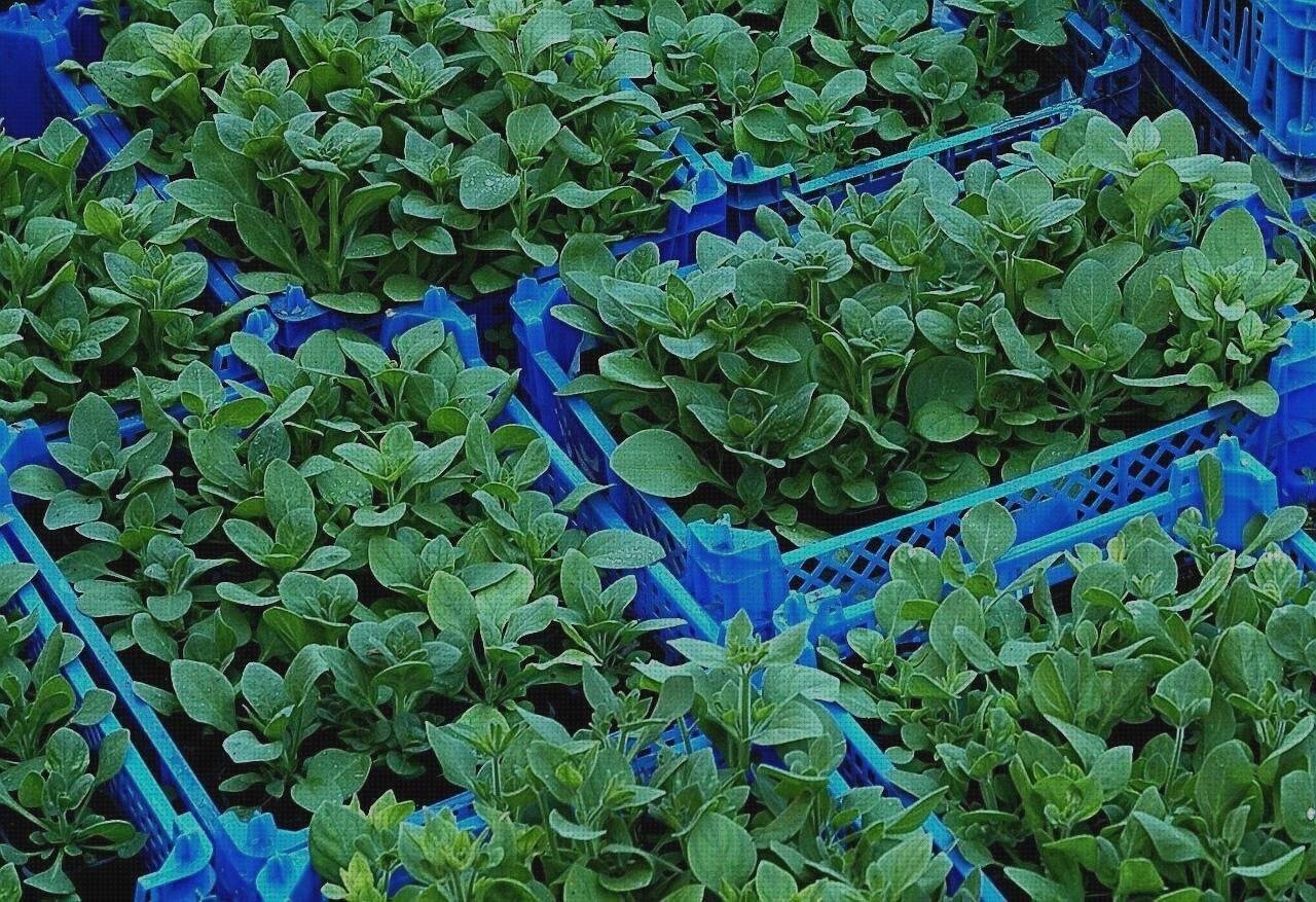 Las mejores marcas de bandejas plástico bandejas bandeja plástico 22