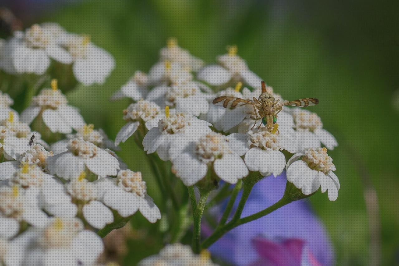 ¿Dónde poder comprar barreño plástico bol de silicona mini mat capacidad mini mesa de plástico barreño de plástico marron?
