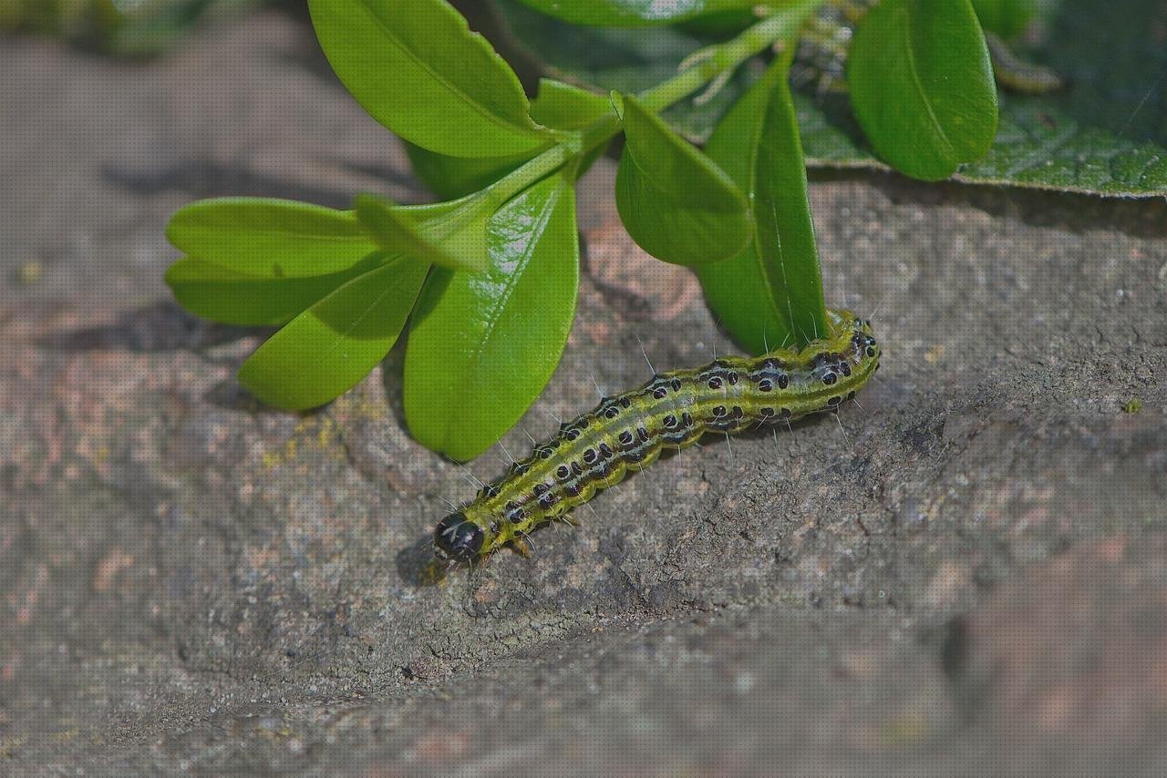 Review de barreños de plástico baratos