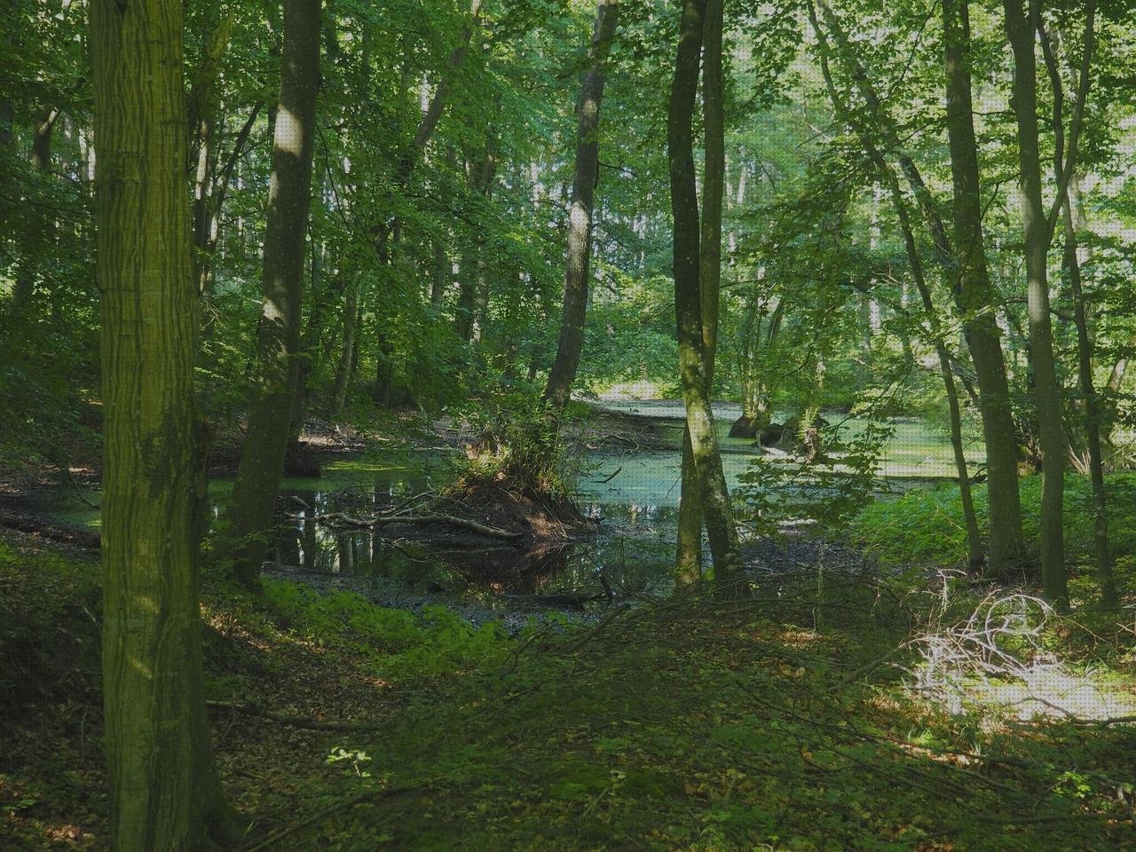 Review de baul de plástico verde