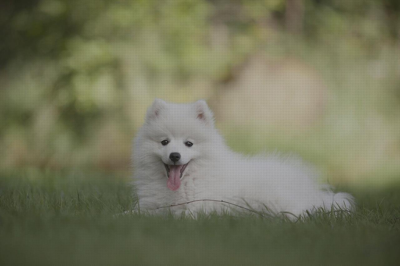 Opiniones de los 4 mejores Bebes Para Perros De Siliconas