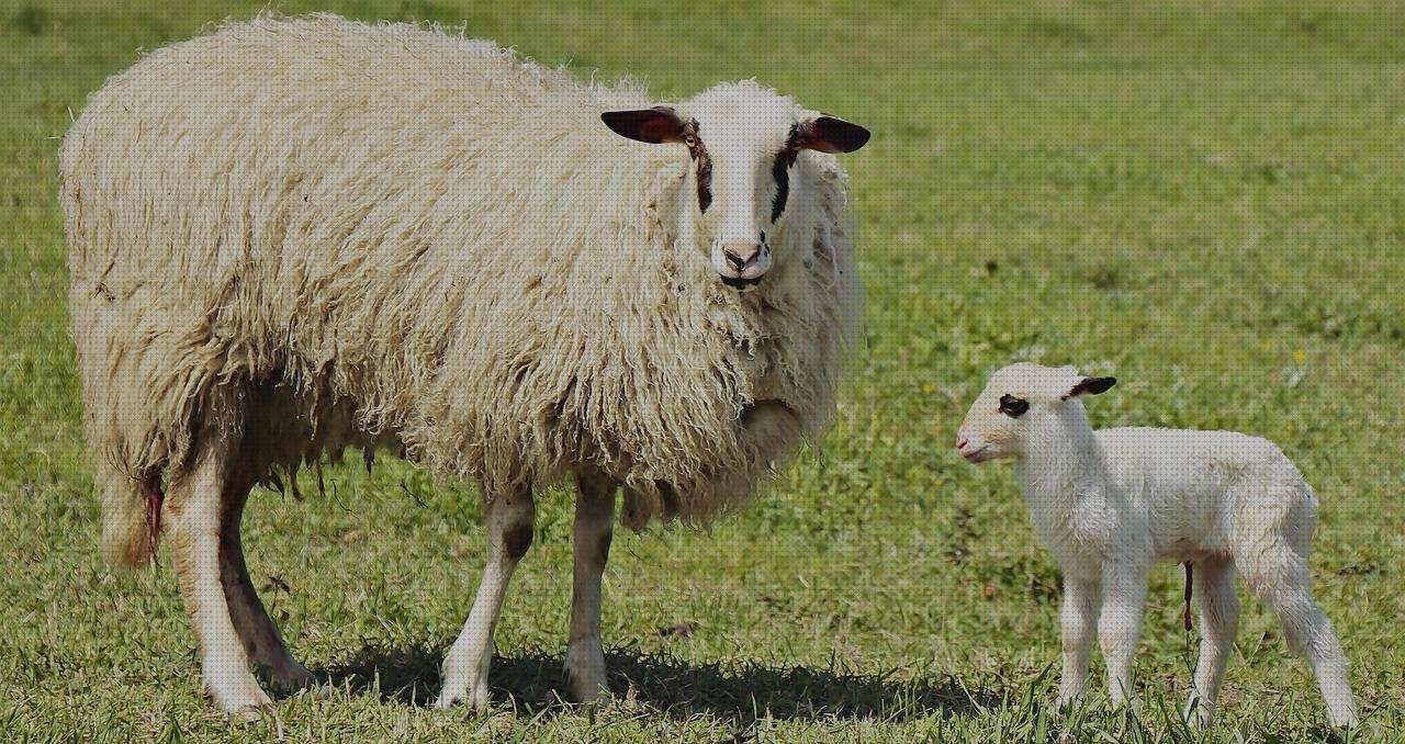 Review de bebe reborn silicona