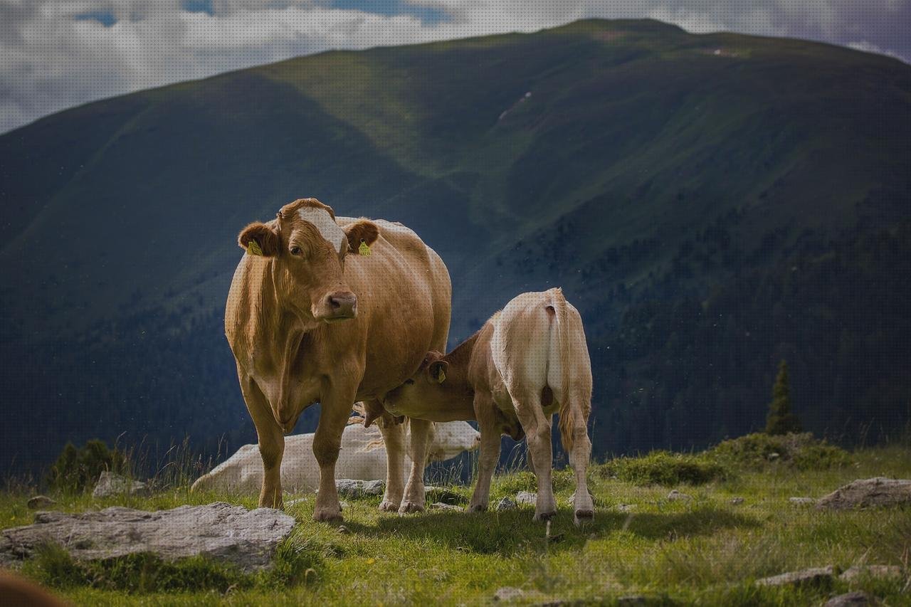 ¿Dónde poder comprar becerro de plástico cabuchones de silicona caliente cabuchones de plástico becerro de plástico bateria?