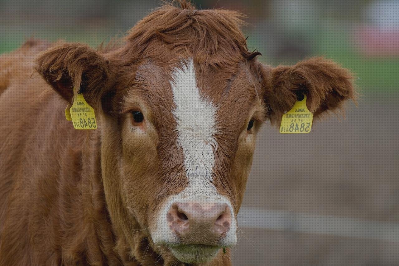 Las mejores marcas de becerro de plástico cabuchones de silicona caliente cabuchones de plástico becerro de plástico bateria
