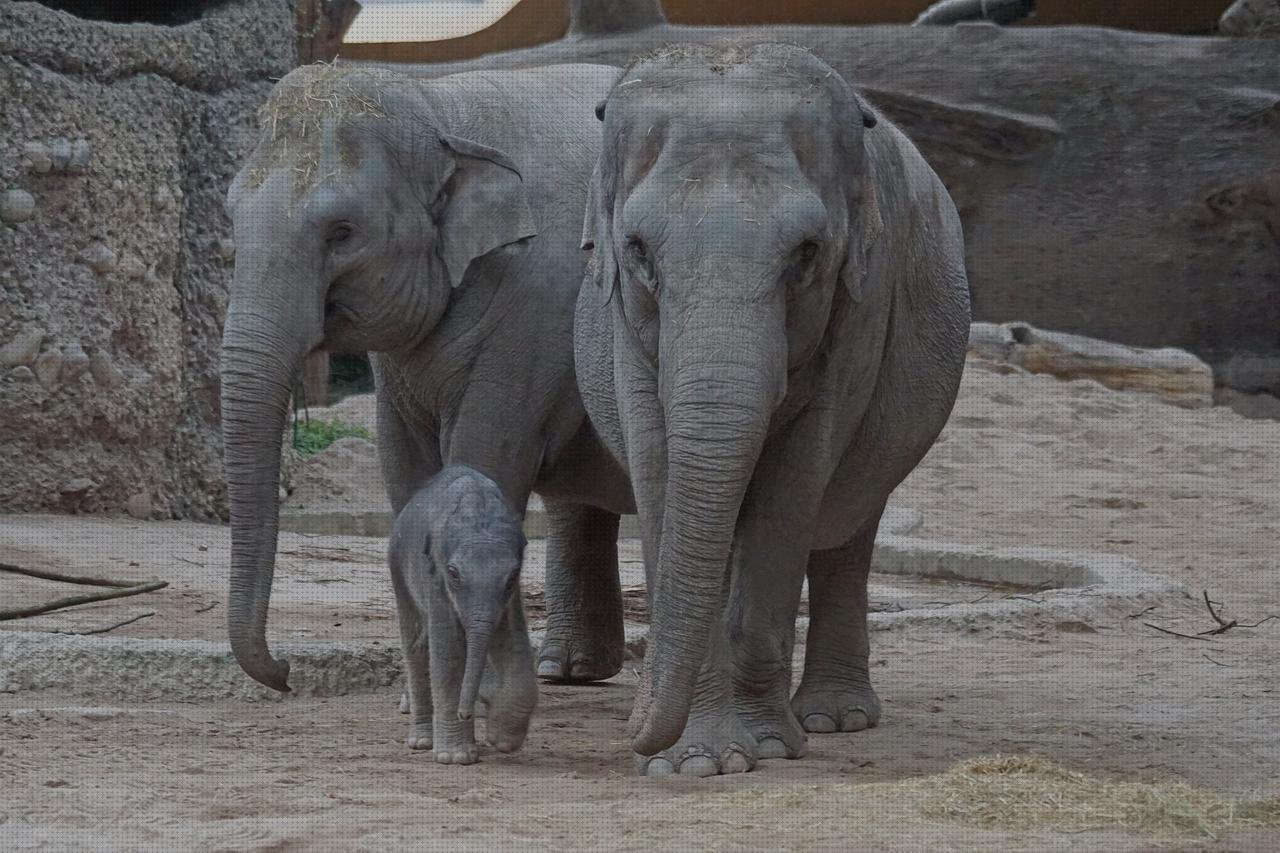 Review de becerro de plástico bateria