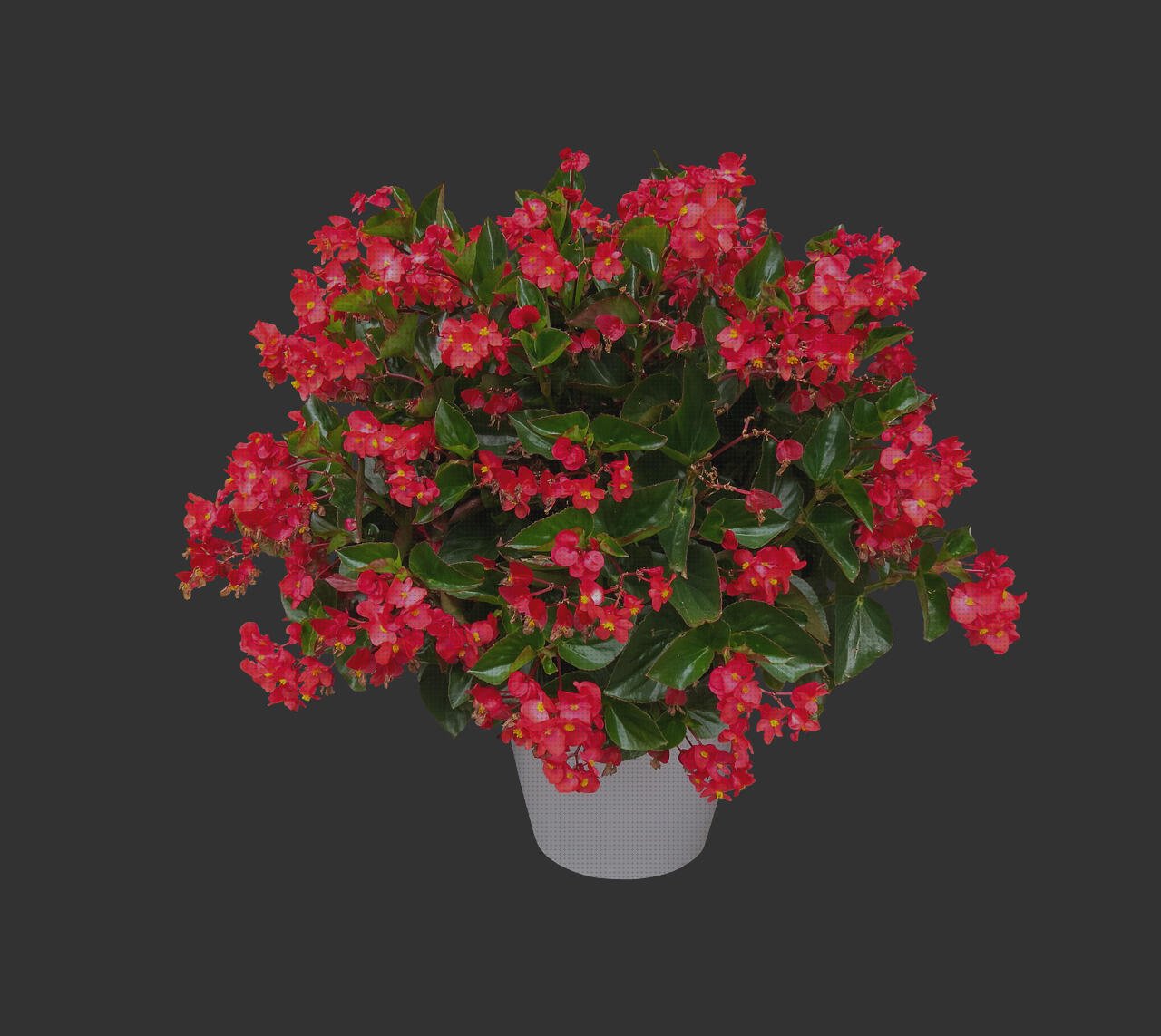 Review de begonias de plástico