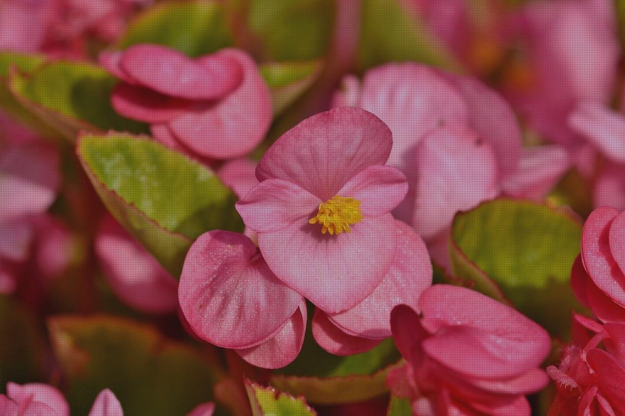 Análisis de las 2 mejores Begonias De Plásticos