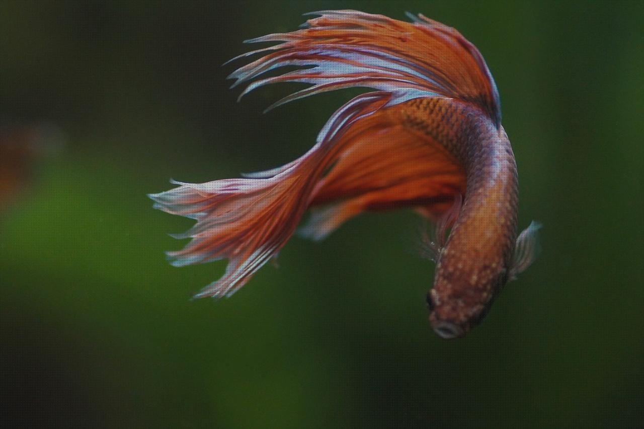 ¿Dónde poder comprar caderas de silicona cadera de plástico plana de plástico betas de plástico?