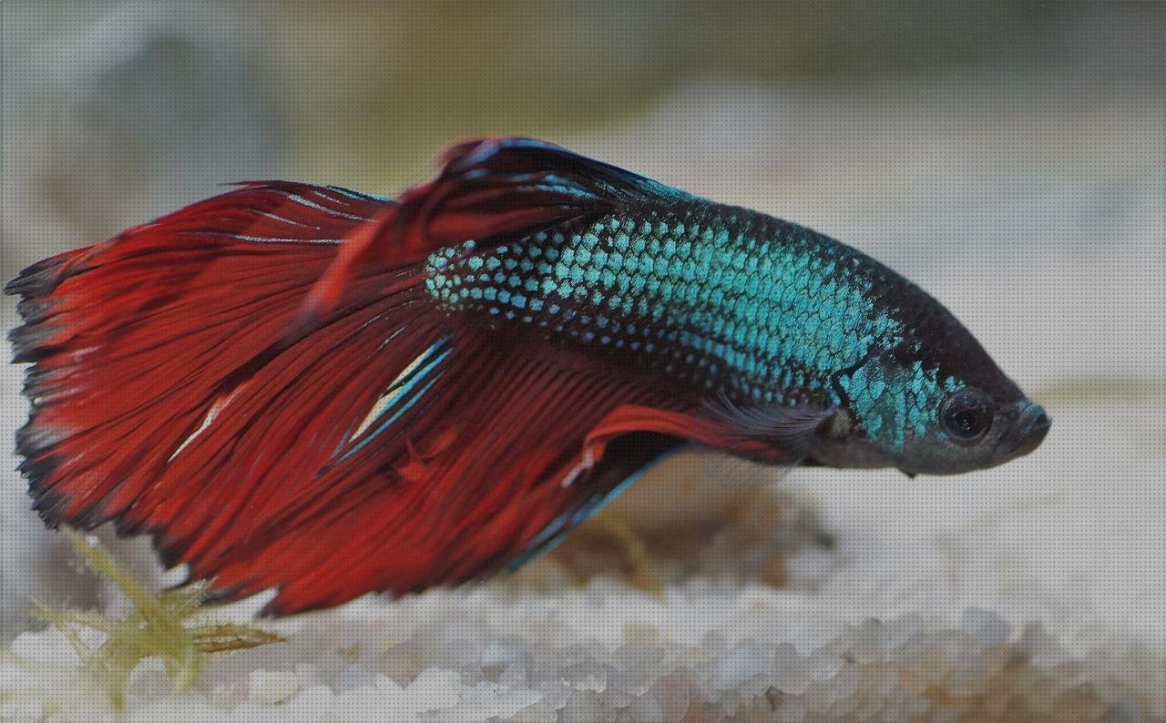 Las mejores caderas de silicona cadera de plástico plana de plástico betas de plástico