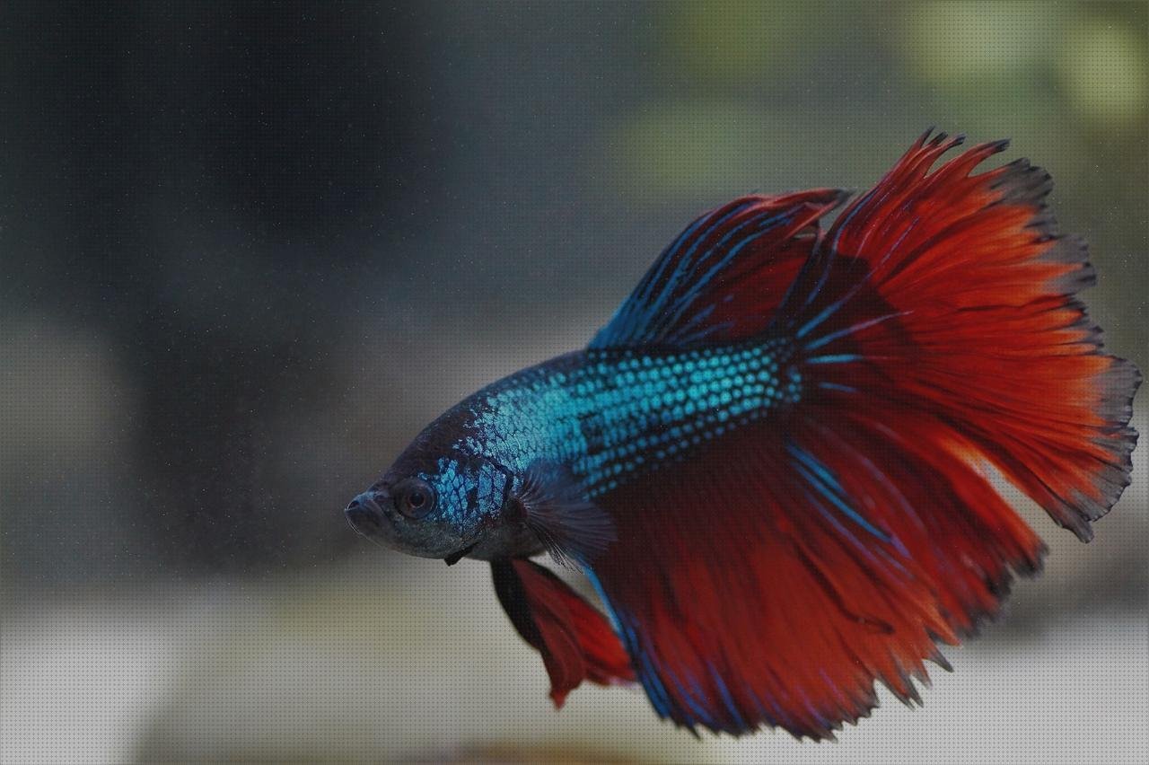 Review de betas de plástico