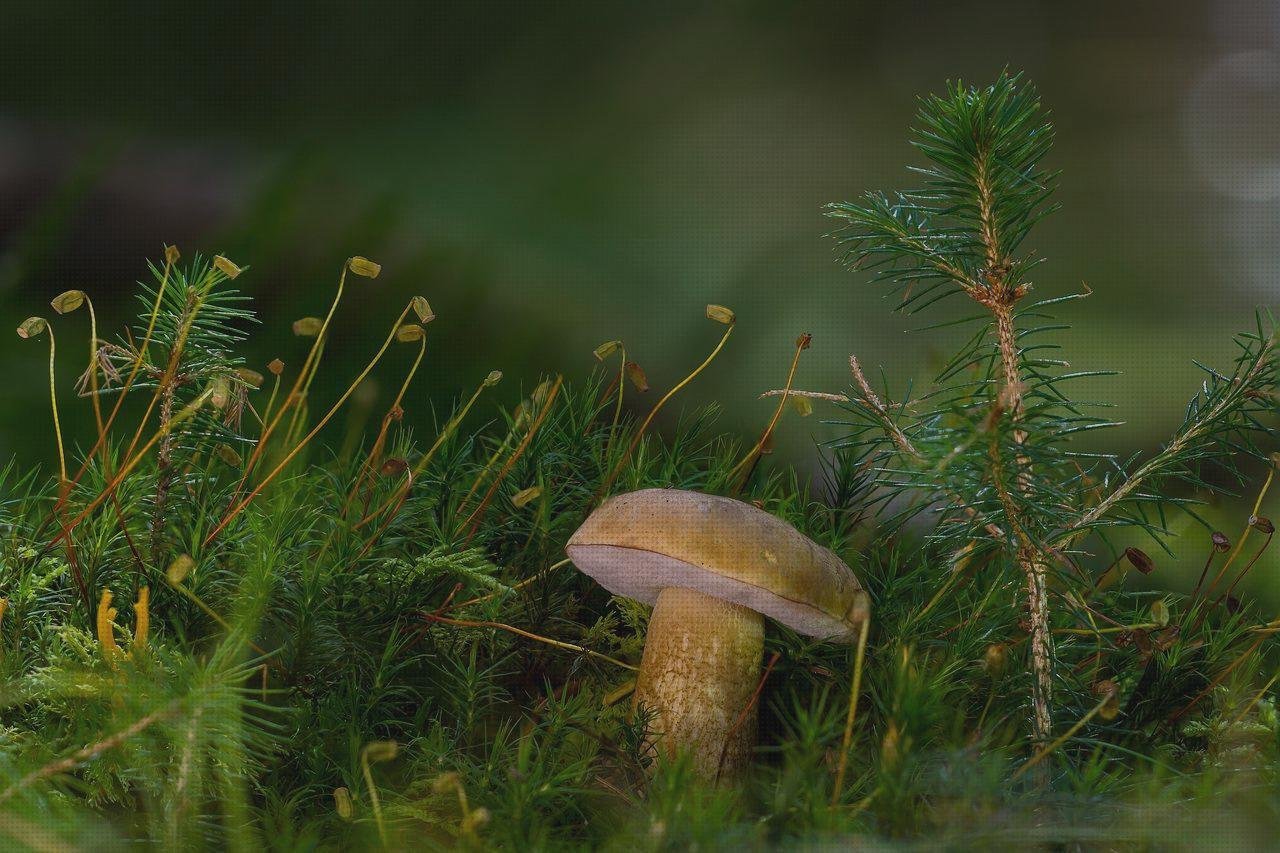 Las mejores marcas de recipiente plástico bilis recipientes de plástico