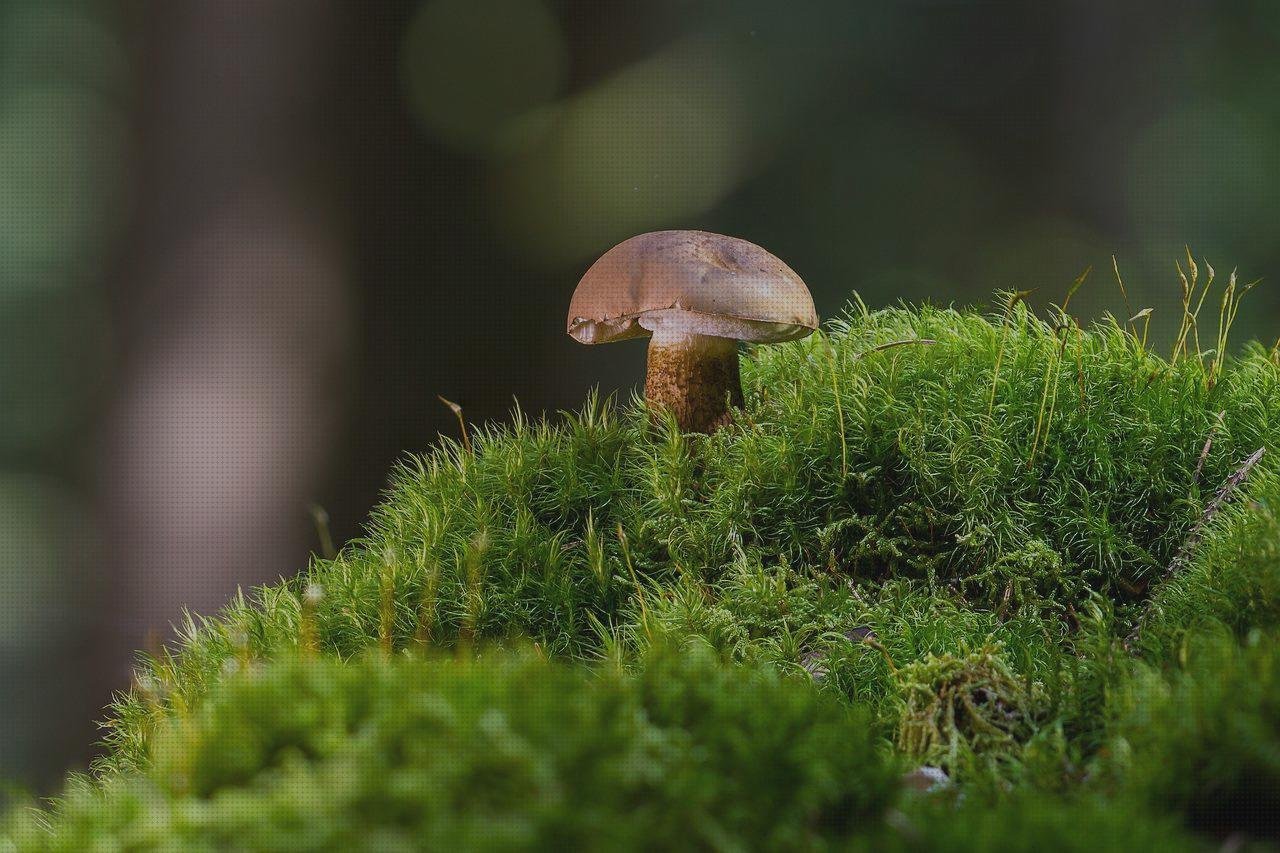 Las mejores recipiente plástico bilis recipientes de plástico