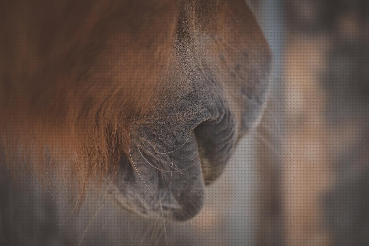 Las mejores marcas de tubitos de silicona caliente figuras con tubitos de plástico alli exprest funda de plástico bocado de caballo de plástico