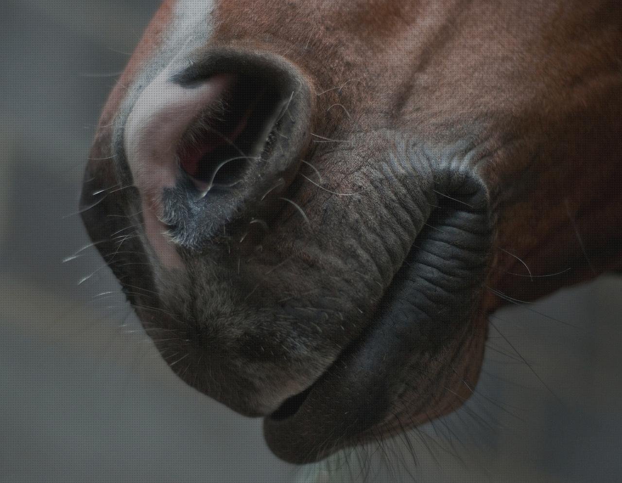 Los mejores 20 Bocados De Caballos De Plásticos
