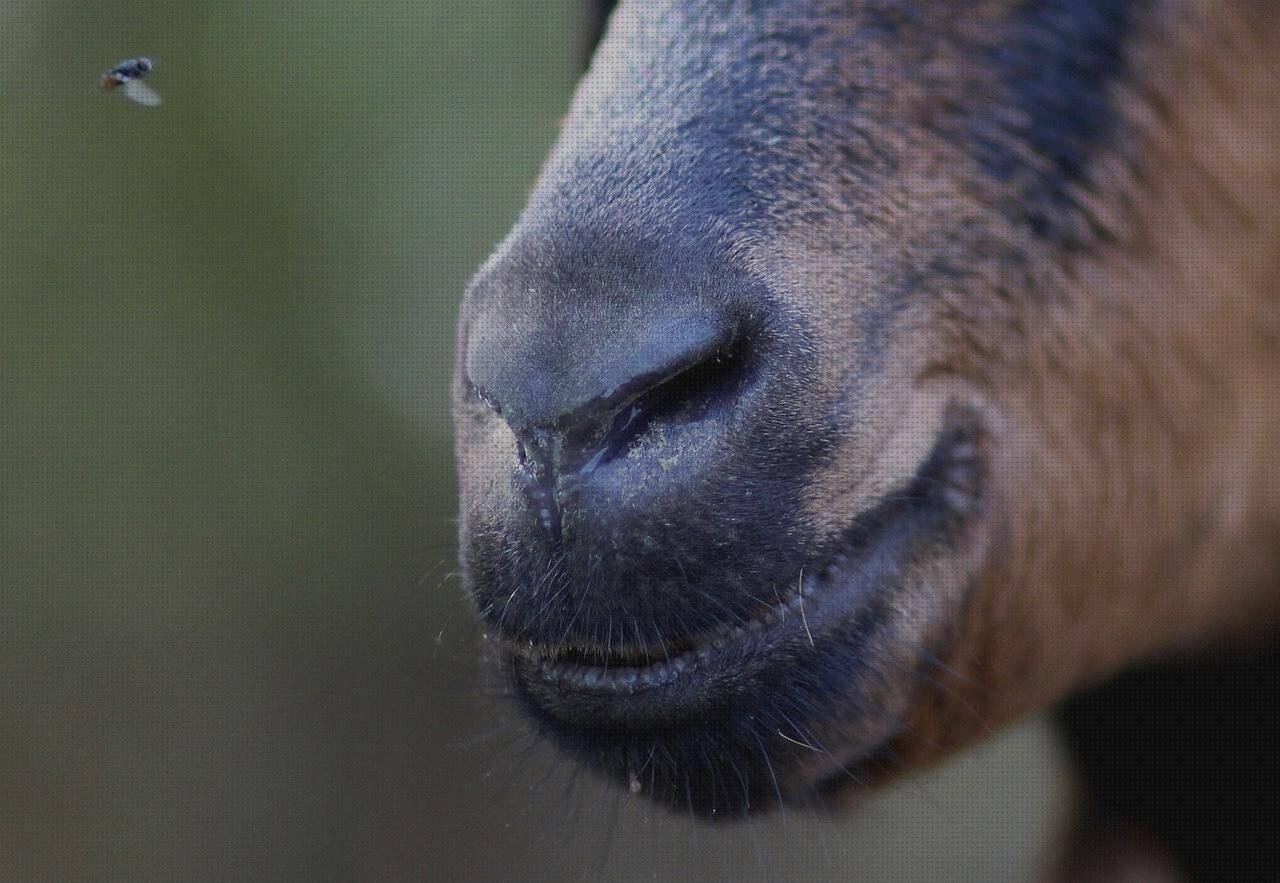 ¿Dónde poder comprar bocas de plastico arnes hueco todo de silicona arnes de plástico bocas de nasas de plástico?