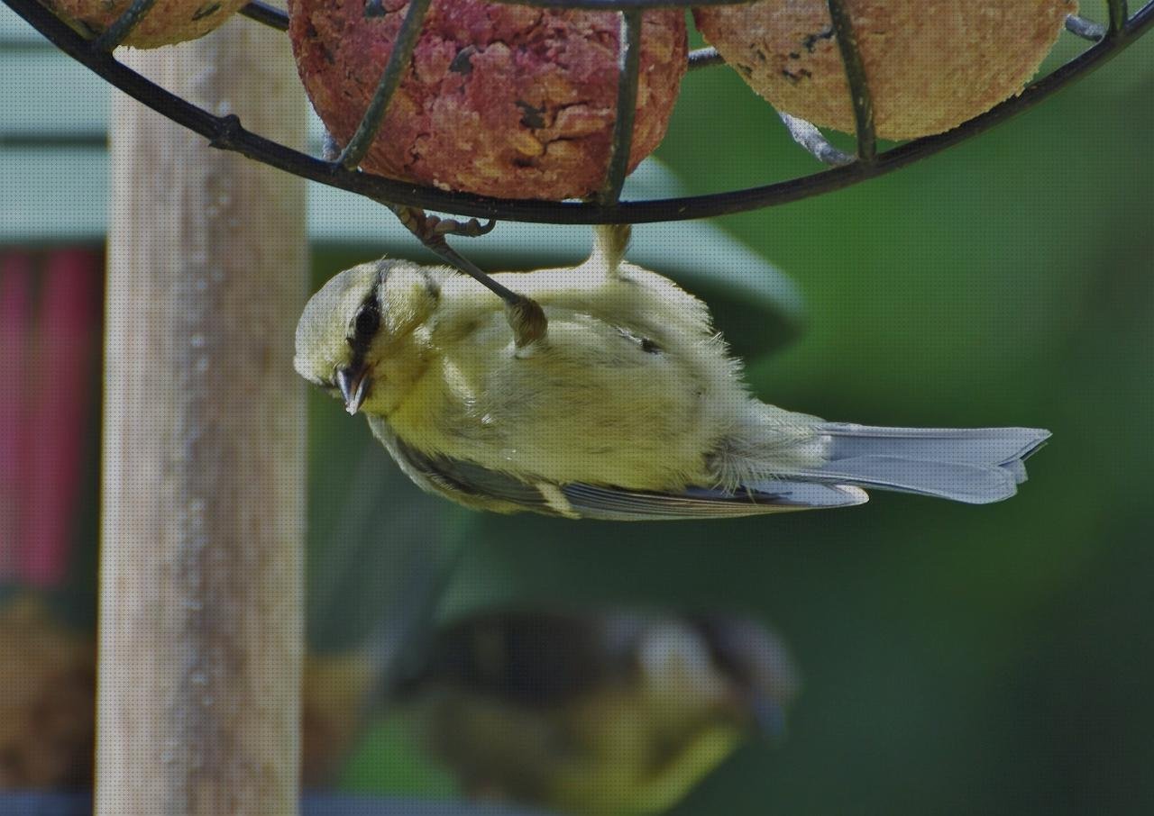 Las mejores bol plástico bol pequeño de plástico