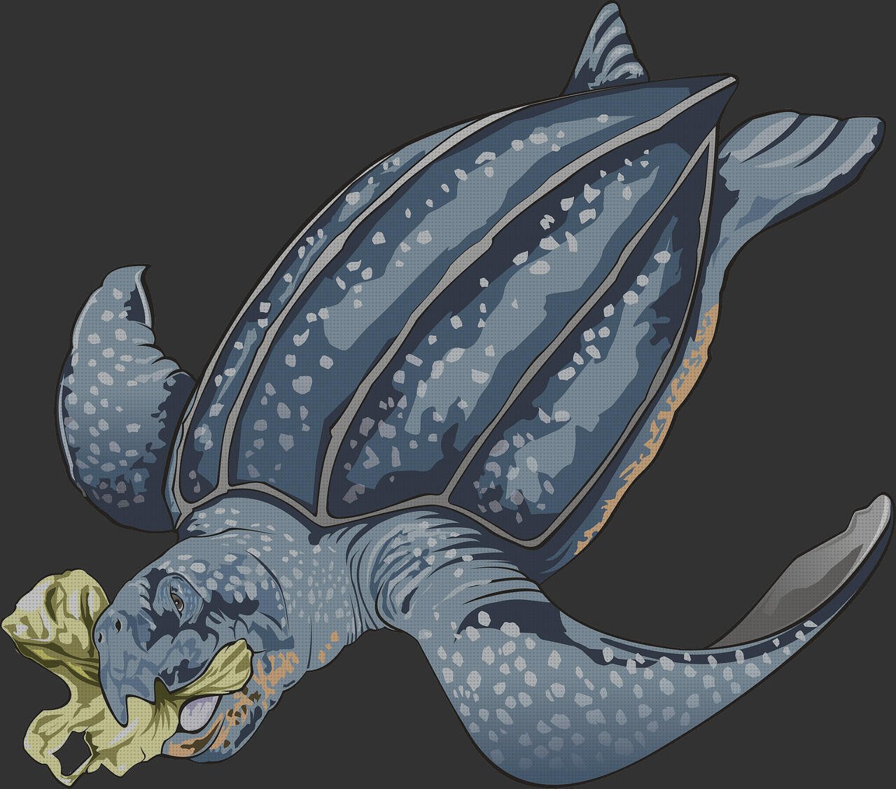 Review de bolsas de plástico pewieñas