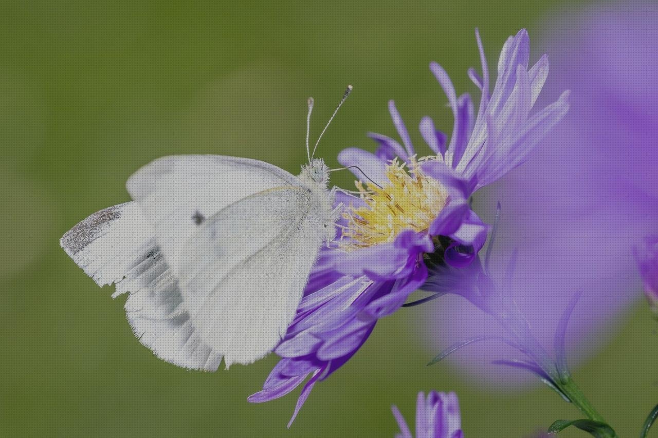 Las mejores caja de metacrilato 15x15 bezel metacrilato cortal metacrilato boquilla trombon metacrilato