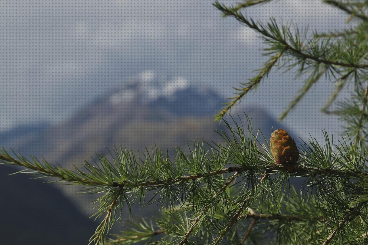 Las mejores bosque con plástico basureros de plástico en asuncion basuras de plástico bosque con montaña de plástico