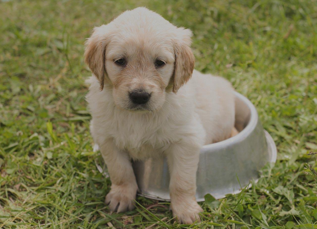 Las mejores marcas de caja plastico niños bowl melamina para niños