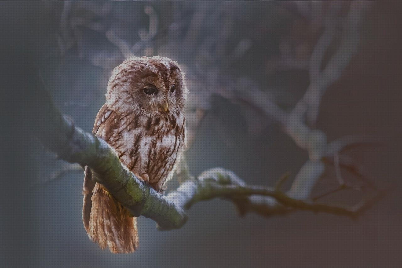 ¿Dónde poder comprar perchero metacrilato estructura metacrilato rótulo corporeo chapa y metacrilato buho metacrilato?