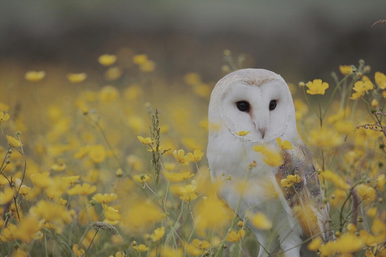 Las mejores perchero metacrilato estructura metacrilato rótulo corporeo chapa y metacrilato buho metacrilato