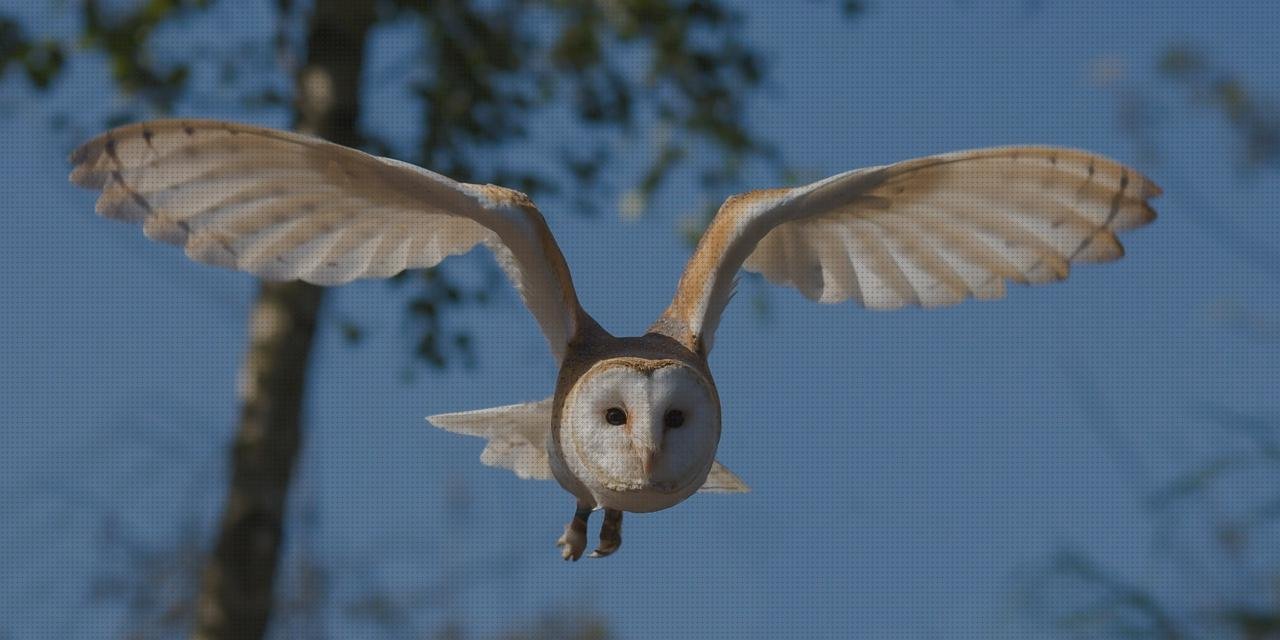 Review de buho metacrilato