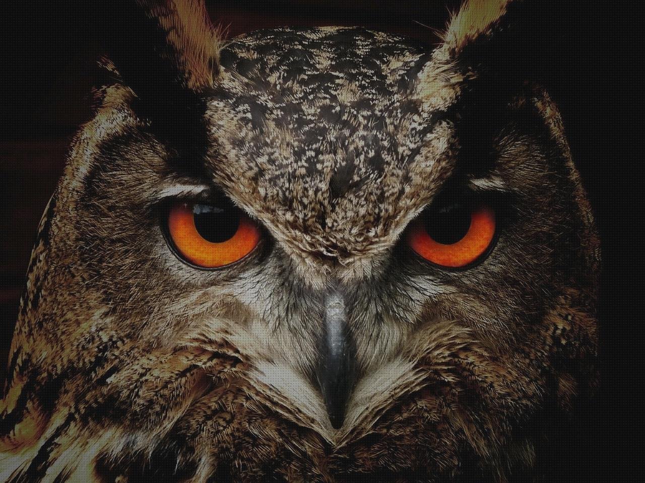 Los 11 Mejores Buho Metacrilato