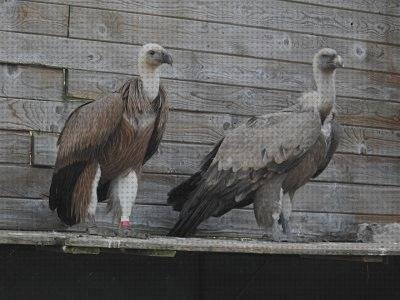 Las mejores marcas de asiento de urea plástico asientos buitre leonado bolsas de plástico