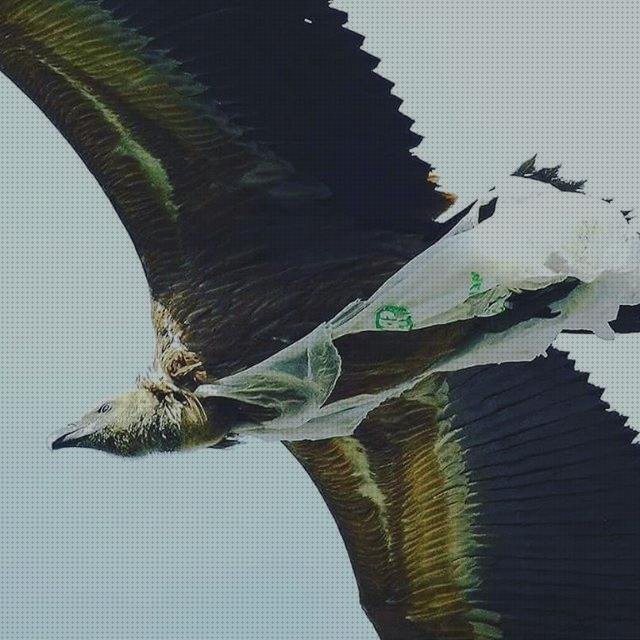 Análisis de los 23 mejores Buitres Leonados Bolsas De Plásticos