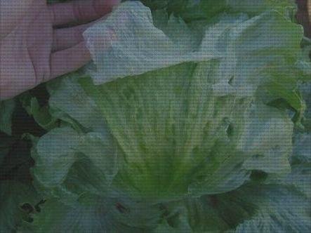 Los 5 Mejores Bulo De Plástico Hojas De Lechuga