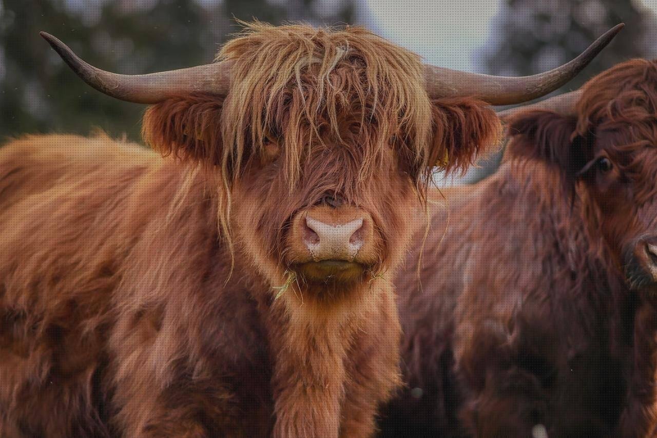 ¿Dónde poder comprar plástico cascos cabeza de toro de plástico?