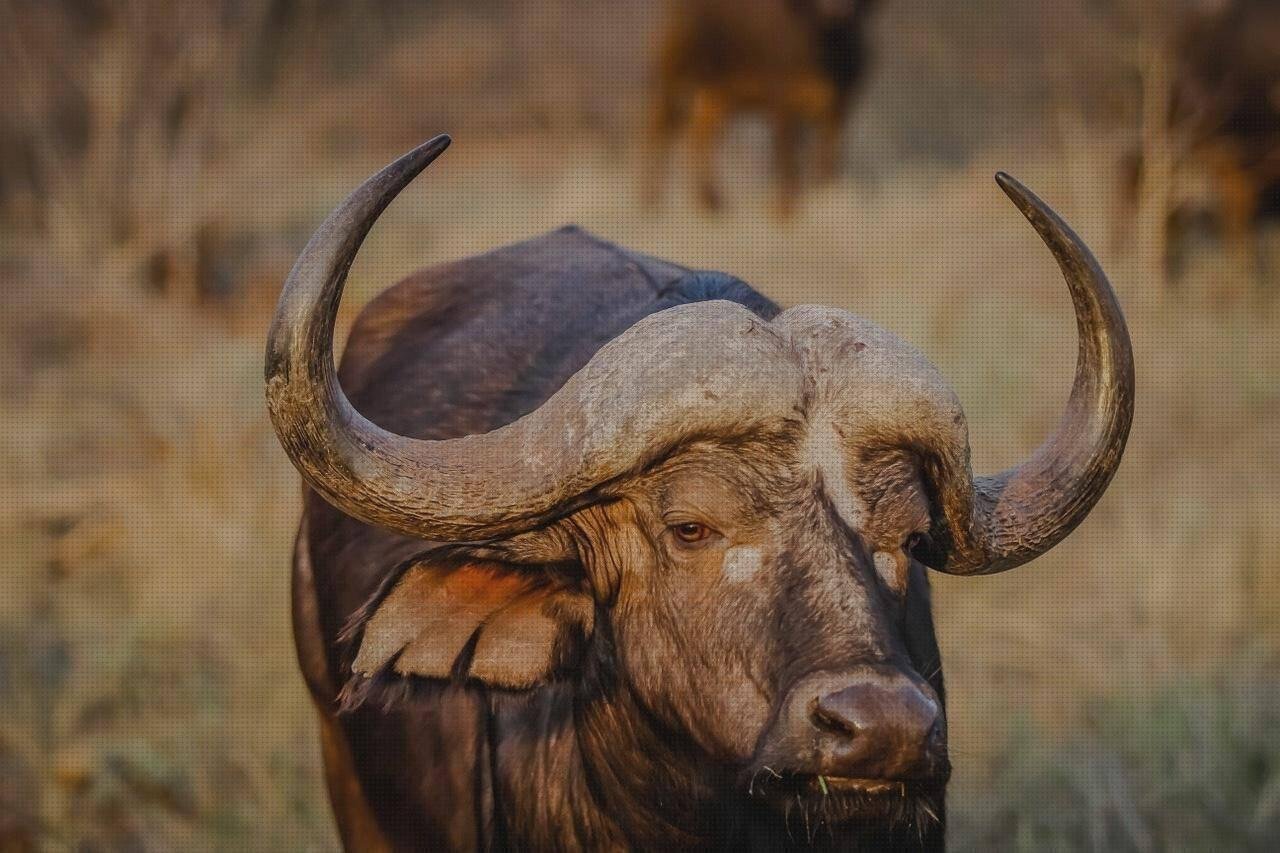 Opiniones de las 2 mejores Cabezas De Toros De Plásticos