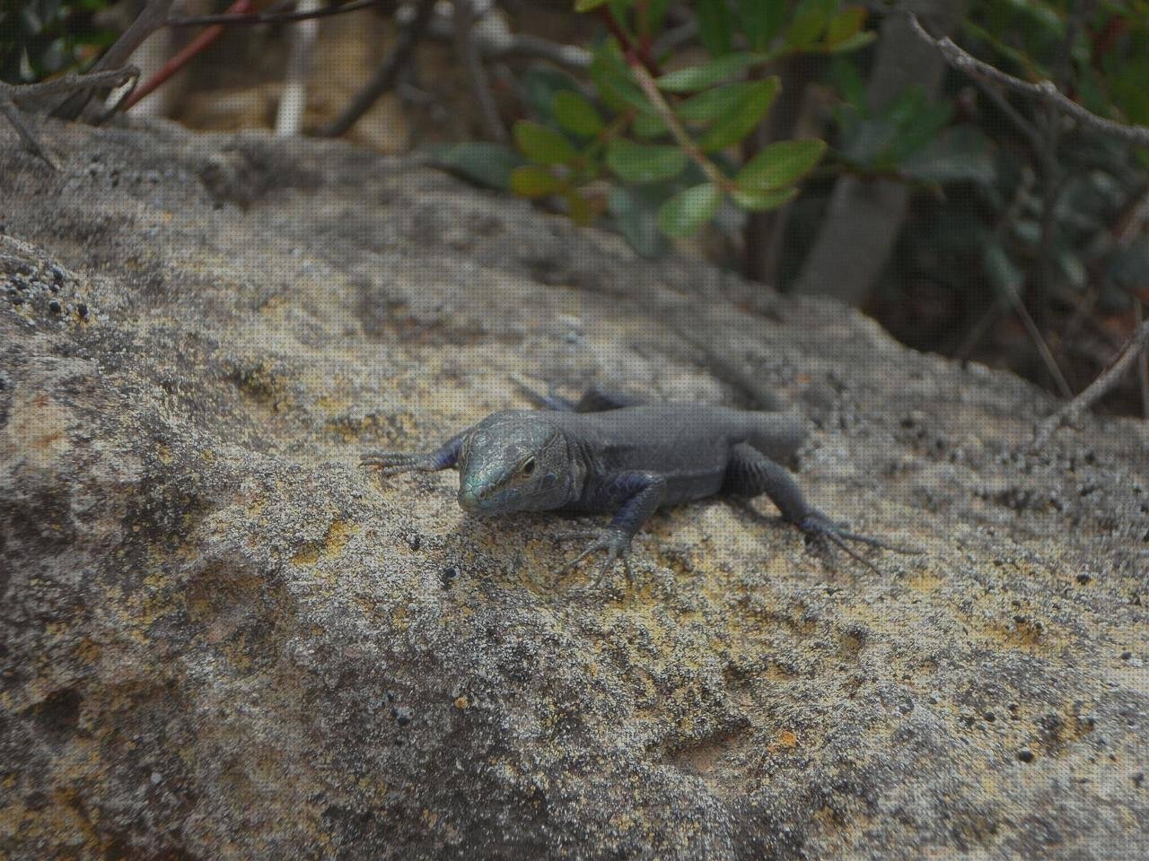Las mejores pisetas de plastico pisetas plasticas flotadores wc plástico cabrera plastica