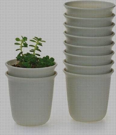 ¿Dónde poder comprar cactus cactus medianos de plastico sin macetas?
