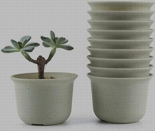 Las mejores cactus cactus medianos de plastico sin macetas