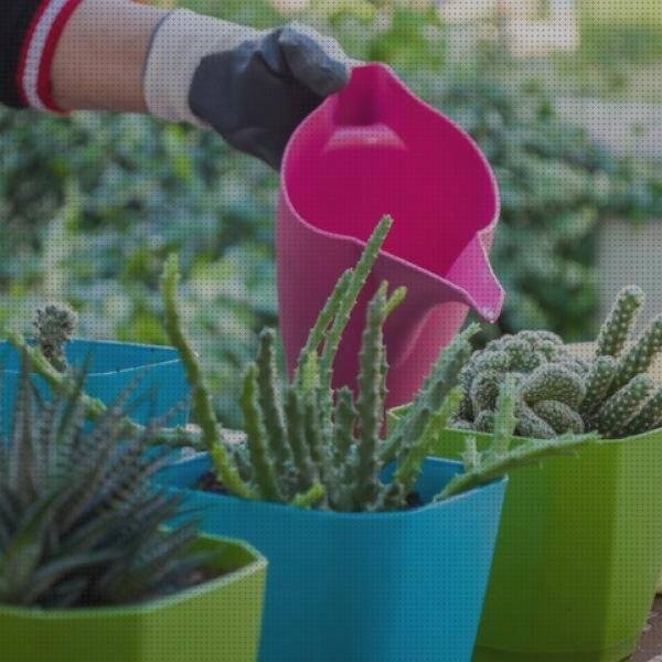 Review de cactus medianos de plastico sin macetas
