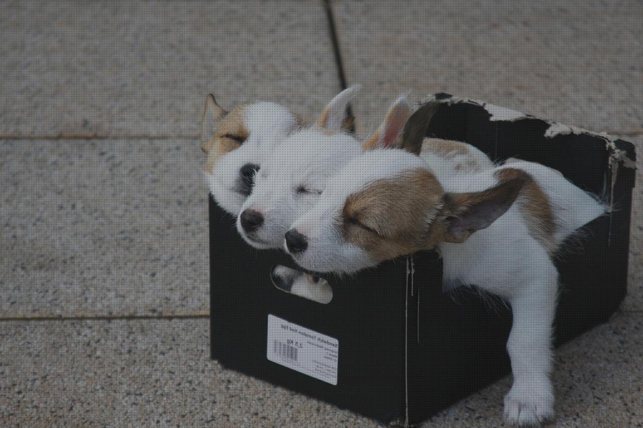 Opiniones de las 16 mejores Cajas De Zapatos De Plásticos
