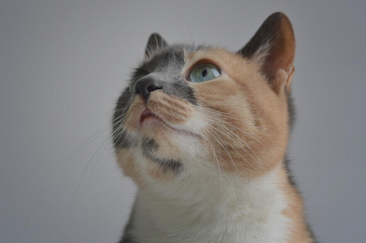 Los 9 Mejores Calices Tapa Metacrilato