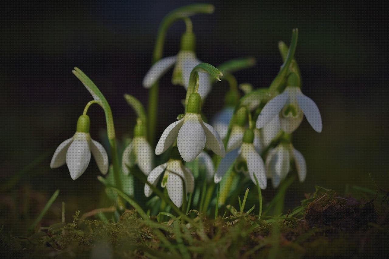 Las mejores marcas de metacrilato campana metacrilato