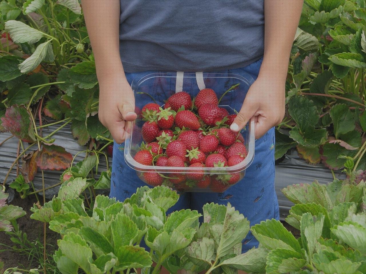 Review de canastillas plasticas