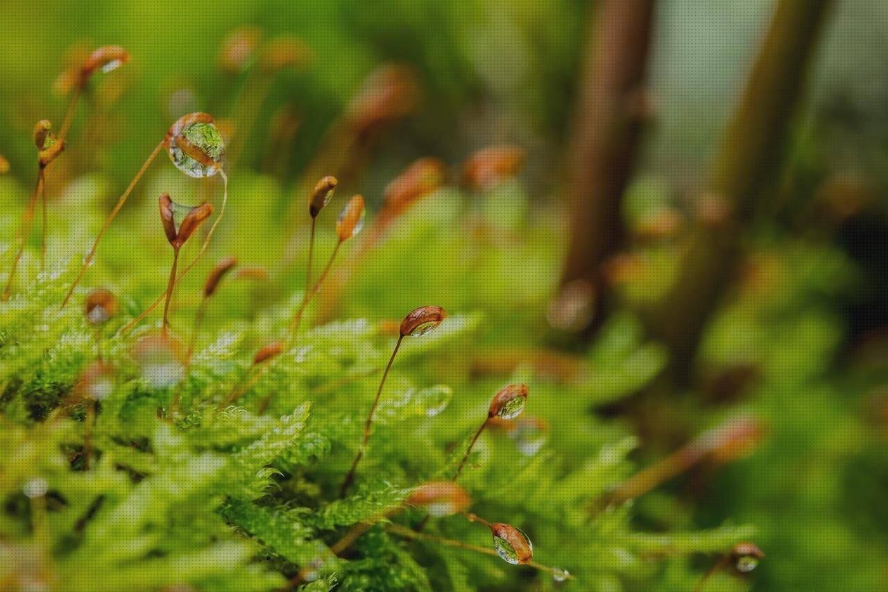 Las mejores capsula de plastico bañeroa de plástico adultos bañera plastico adultos capsula de policarbonato